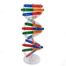 DNA Model