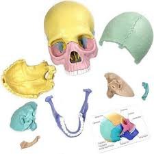 Human Skull Model