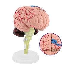 Human brain Model
