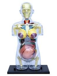 Model of Female Human Pregnancy and Gestational Organ