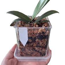 Square plastic flowerpot