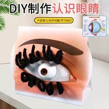 eye model